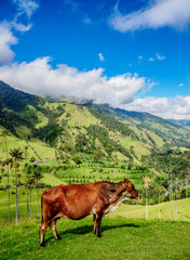 Fototapeta na wymiar Cow in Cocora Valley, Salento, Quindio Department, Colombia