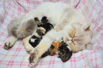 mom cat and baby kitties