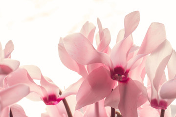 pink tender flowers of cyclamen