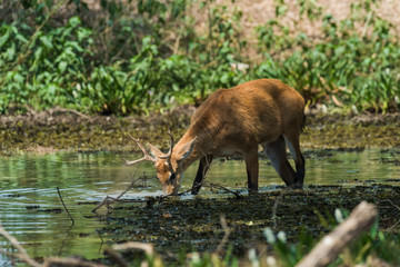 Marsh deer, pantanal Brazil