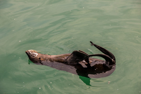 Cape fur seal leisurely plays in the cool ocean water off the South African coast image with copy space in landscape format