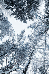 Snowy trees over white sky, vertical  photo