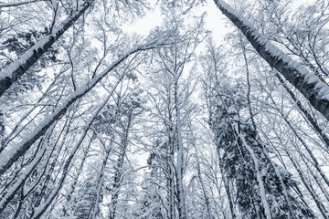 Snowy trees over white sky background