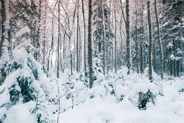 Snowy European forest landscape at day