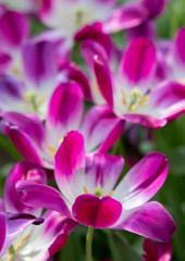 Fototapeta na wymiar Violet tulips in spring garden. Macro shot.