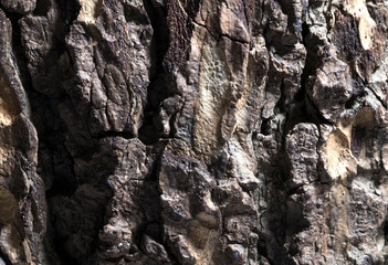 Thick tree bark macro image