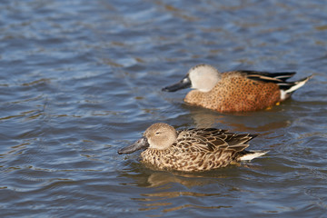 Red Shoveler (Spatula platalea) swimming on a pond at Slimbridge in Gloucestershire, United Kingdom. 