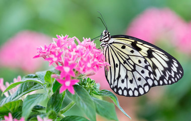 Macro of a black and white butterfly sitting on pink flowers