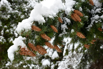 Branch of coniferous plant  Pseudo-match , Douglasia, or Lzhetsuga, or Douglas fir (Latin: Pseudotsúga) with cone is snow  covered  © Alexey Antipov