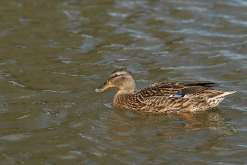Mallard Duck (Anas platyrhynchos) swimming on a pond at Slimbridge in Gloucestershire, United Kingdom