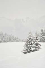 Winter scenery with trees and snow 