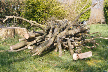 Heap of wood branches in a garden after trimming a tree