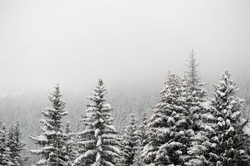 Winter scenery with snow and trees 