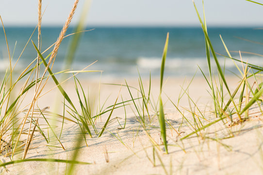 Strandhafer am Sandstand und D&uuml;ne am Meer