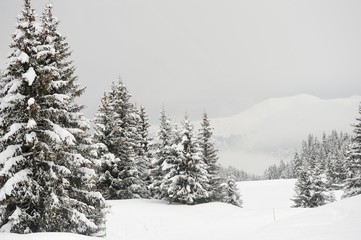 Winter scenery with snow and trees 