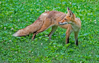Little wild Red Fox Pup playing with his family in green grass.