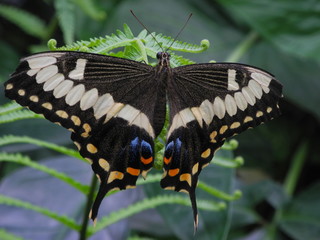 Schmetterling