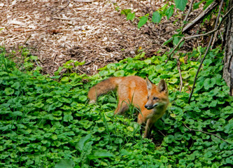 Naklejka na ściany i meble Little wild Red Fox Pup playing with his family in green grass.