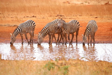 Fototapeta na wymiar Five zebras at the waterhole