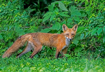 Little wild Red Fox Pup playing with his family in green grass.