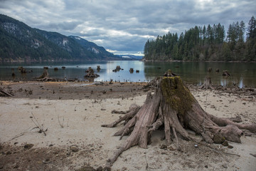 Tree stumps in felled forest, washington state