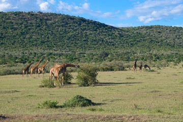 Giraffes in Maasai Mara, Kenya