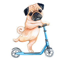 Cute Puppy pug  on a scooter isolated on white background. Watercolor. Illustration. Template. Hand drawing. Clipart. Close-up. Hand painted