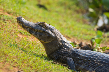 Black Caiman in marsh environment, Pantanal, Brazil