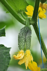 Cucumbers grow in greenhouses
