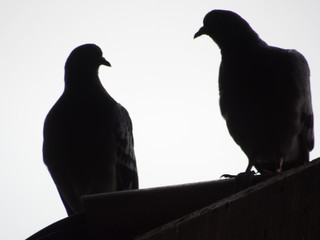 silhouette of two pigeons looking at each other