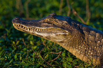 Black Caiman in marsh environment, Pantanal, Brazil