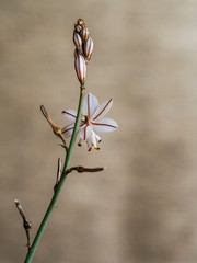 Asphodelus fistulosus