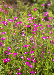 Fototapeta premium Flowerbed in St. Nicholas Monastery. Pereslavl-Zalessky. Yaroslavl Oblast. Russia