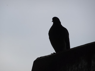 silhouette of a pretty pigeon