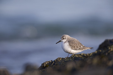 A resting sanderling (Calidris alba) perched on a rock along the Dutch coast in the winter at the North Sea. The bird is on stopover in winter plumage.