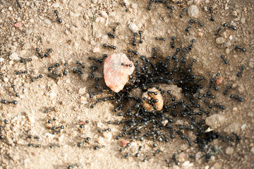Macro shot of some ants working together. ants gather around the hole of their nest.
