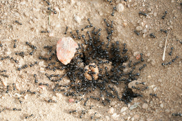 Macro shot of some ants working together. ants gather around the hole of their nest.