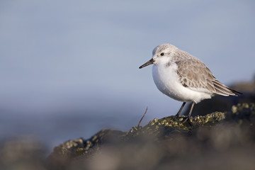 A resting sanderling (Calidris alba) perched on a rock along the Dutch coast in the winter at the North Sea. The bird is on stopover in winter plumage.