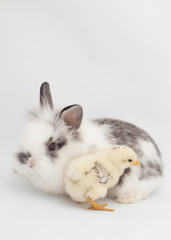 A vertical image of a fluffy baby rabbit and chick together on white background. 