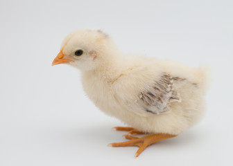 A pale yellow baby chick sits on a white background.