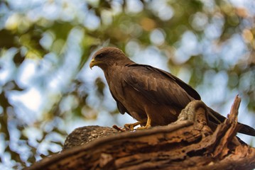 Black Kite on Perch, Nairobi Kenya