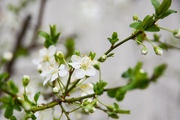 Burnet rose among the first vesicles of the spring begins to flourish. blooming. white flowers on the branch with small green leaves suggest the beginning of the spring.