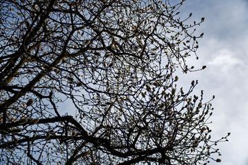 Magnolia bud, pink blossom tree flowers, close up branch, outdoor.
