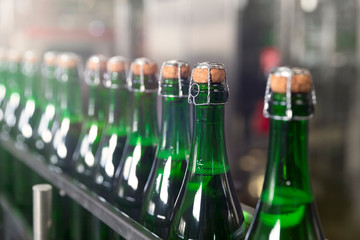 Green champagne bottles on the conveyor belt. Champagne production. Toned