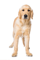 Six months old golden retriever dog isolated on white background