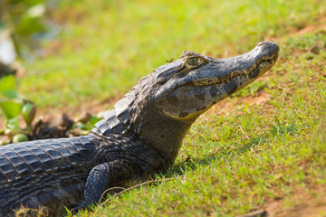 Black Caiman in marsh environment, Pantanal, Brazil