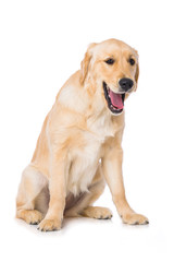Yawning golden retriever dog isolated on white background