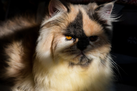 brown and black cat