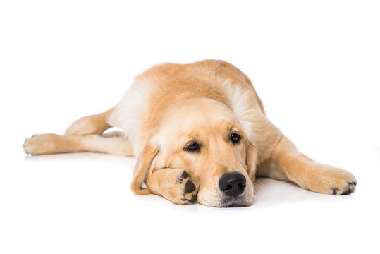 Tired golden retriever dog lying on black background isolated on white background