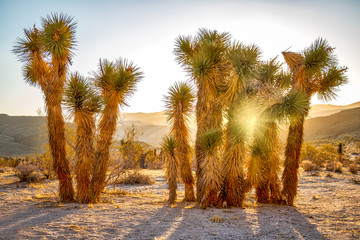 green-leafed tree under golden hour